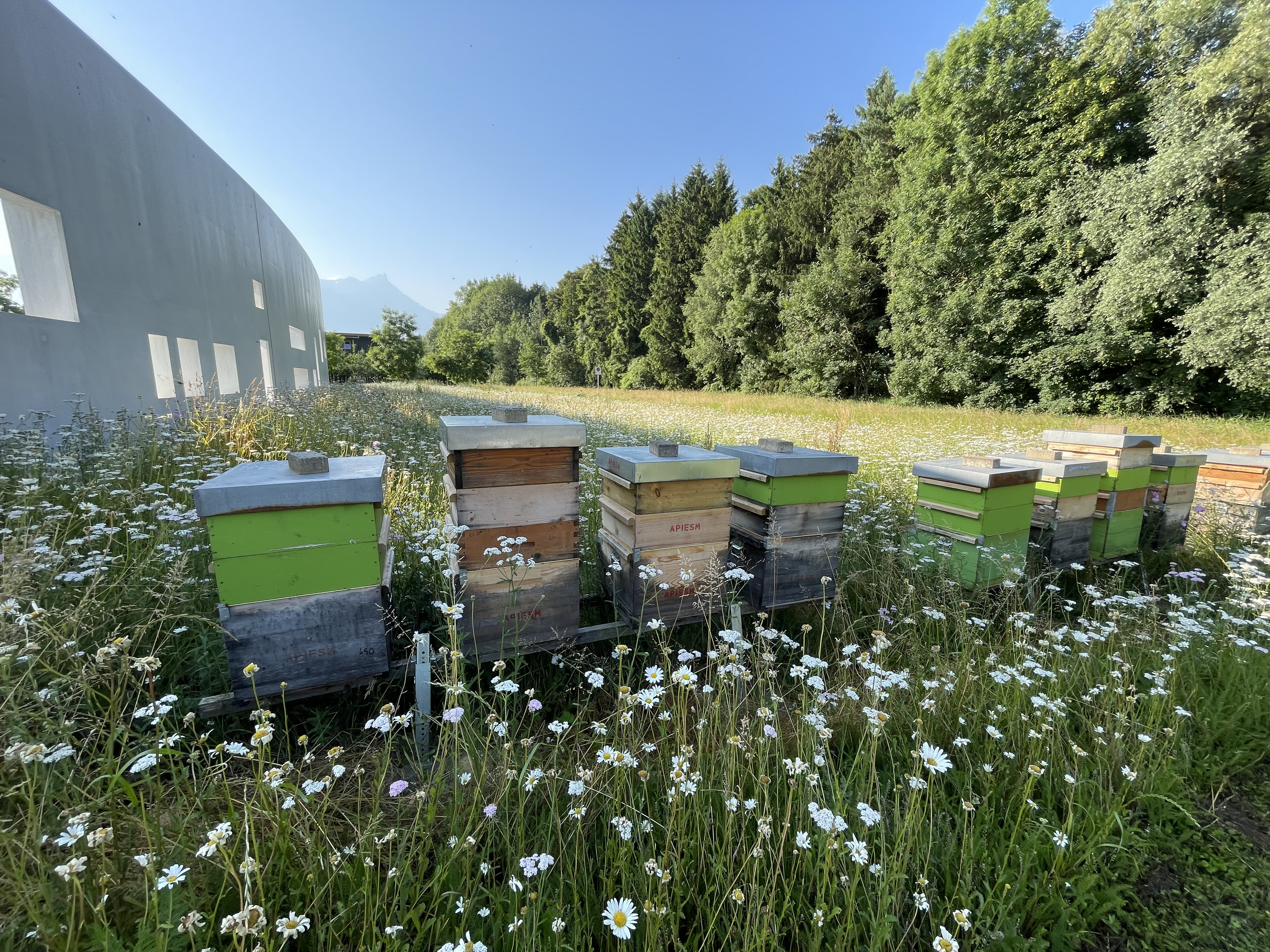 https://radiochablais.ch/images/2026/06/11/ruches crematorium.jpg
